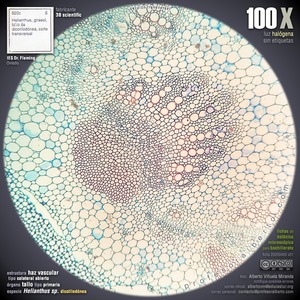 Haz vascular colateral abierto